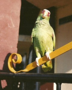 parrot scan0001